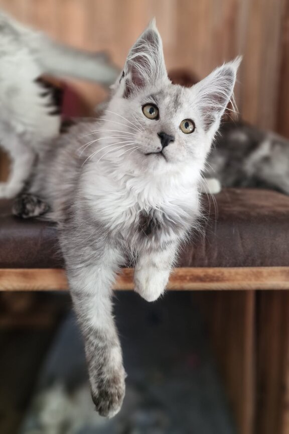 Maine Coon Katze Miss Austria