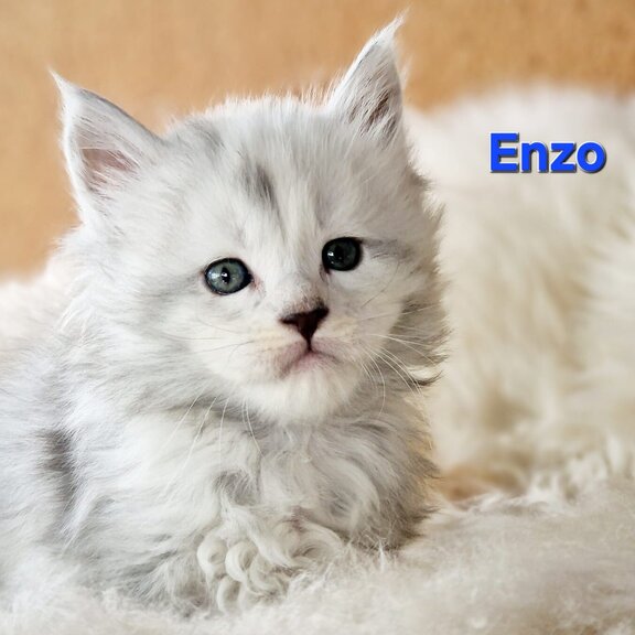 Maine Coon Kater Enzo