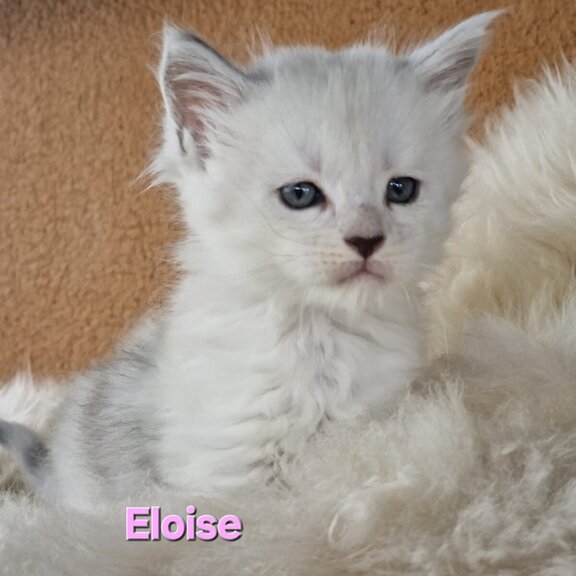 Maine Coon Katze Eloise
