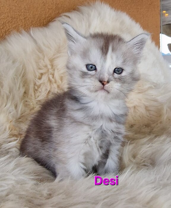 Maine Coon Katze Desi
