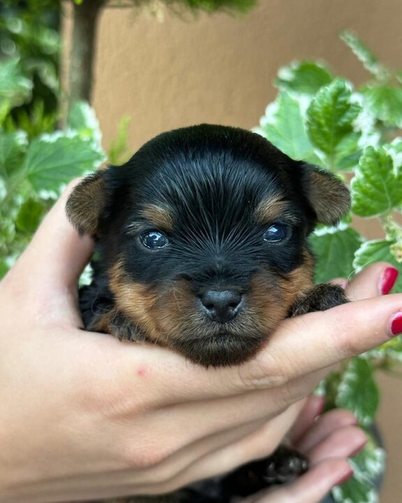 Mini Yorkshire Terrier