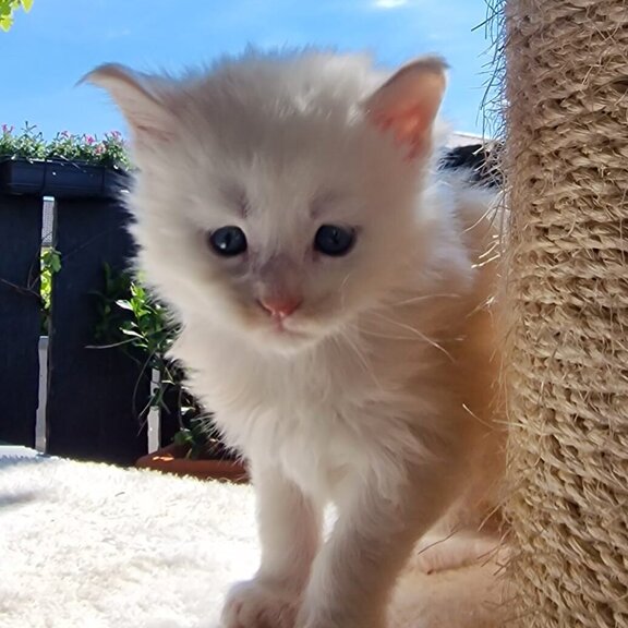 Maine Coon Kater Mufasa