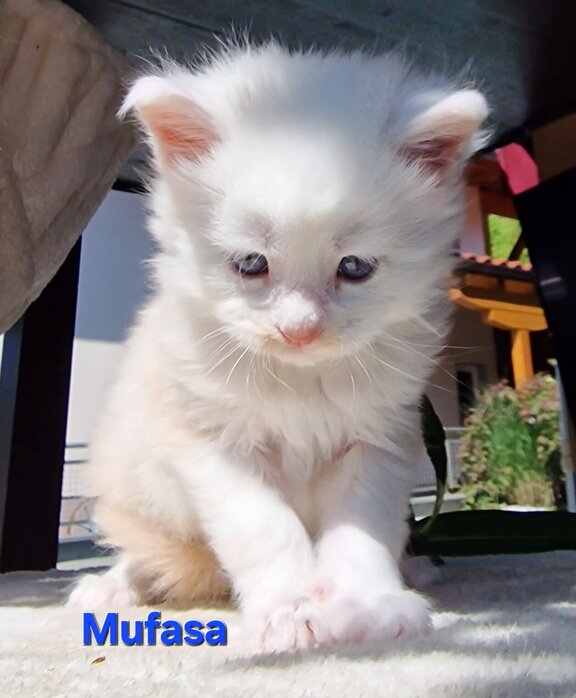 Maine Coon Kater Mufasa