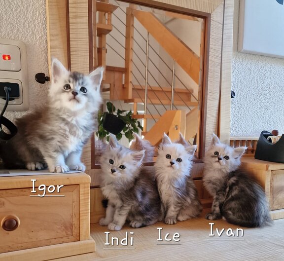 I-Wurf Maine Coon Katzen