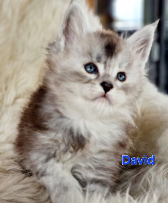 Maine Coon Kater David