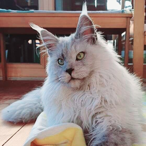 Maine Coon Kater Maximus