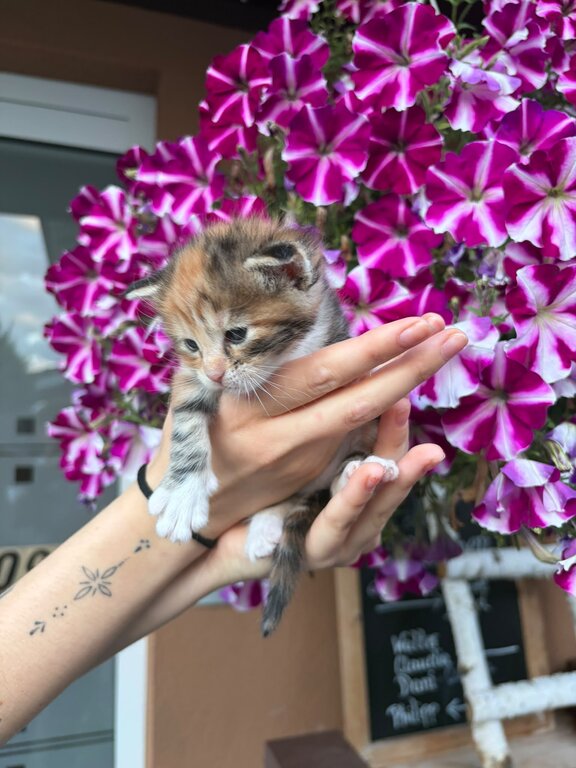 Maine Coon Mix Babies