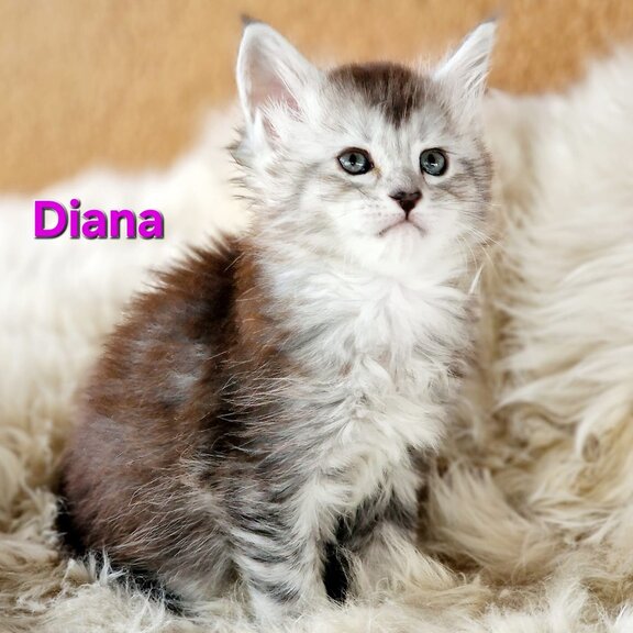 Maine Coon Katze Diana