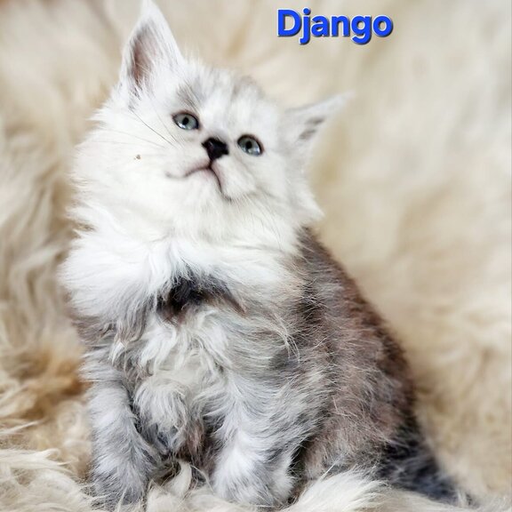 Maine Coon Kater Django