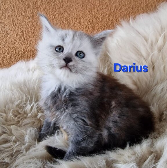 Maine Coon Kater Darius