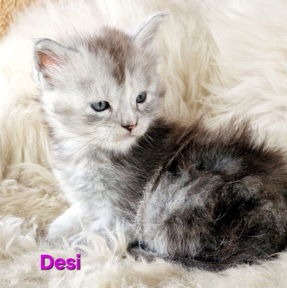 Maine Coon Katze Desi