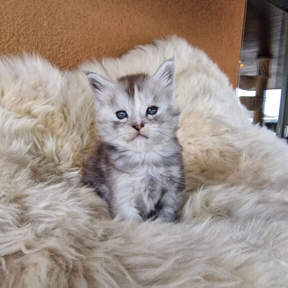Maine Coon Katze Desi