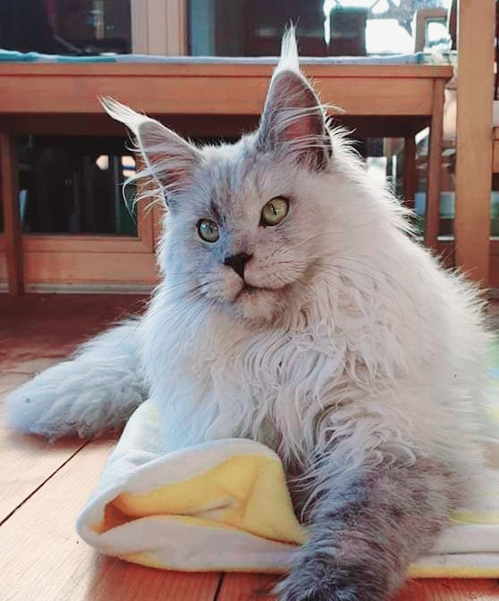 Opa Maine Coon Kater Maximus